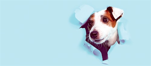 Dentally Incorrect  What Your Dog Breed Says About You and Your Practice