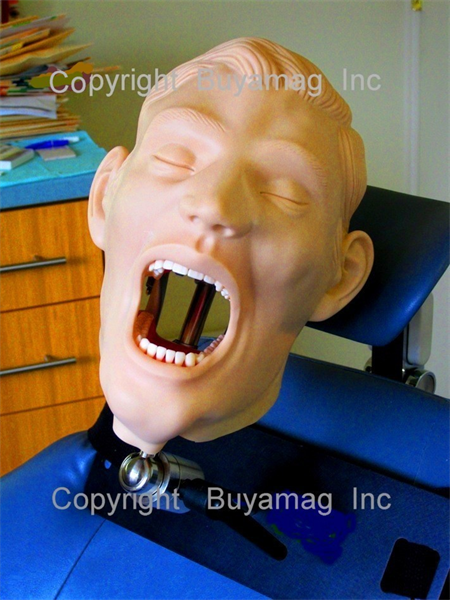 Dental Schools Supplies Buyamag Inc Alpha Leader Durable Best Quality X-Ray Manikin Periodontal Hygiene Simulator Orthodontic Models Anesthesia Teeth Extraction Phantom Training Practice 