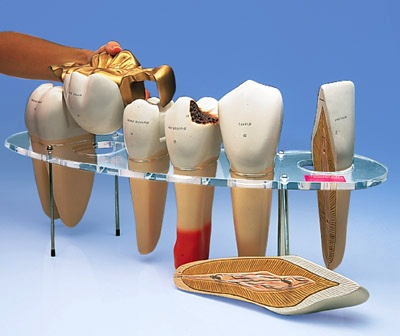 Buyamag inc Design Dental Morphology Model 7 Parts Series. Excellent Dental Education Model Used in  Dentistry Shools for Students Understand Oral Anatomy, Morphology