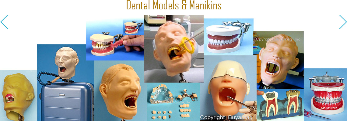 BUYAMAG INC SUPPLY DENTAL MODELS PRACTICE MANIKIN, TRAINING SIMULATORS PHANTOM HEAD ORTHODONTIC PERIODONTAL IMPLANT MODEL
