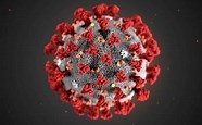 COVID and Your Immune System