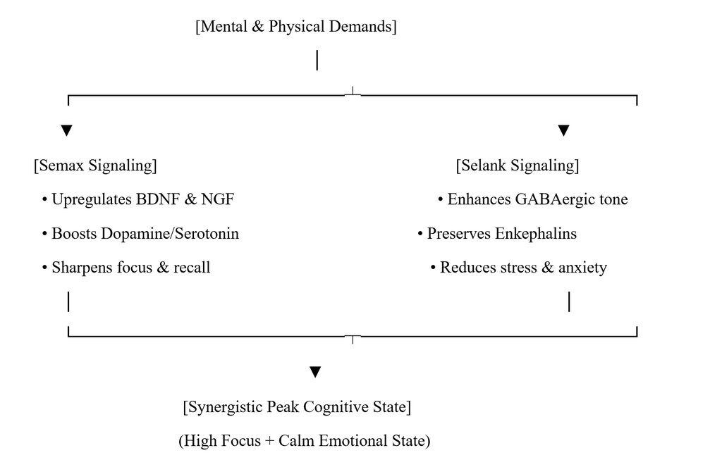 The Cognitive Stack: How Selank and Semax Enhance Focus, Stress Response, and Clarity